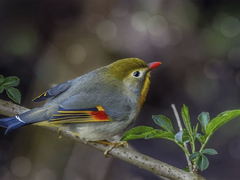 El canto del&nbsp;ruiseñor