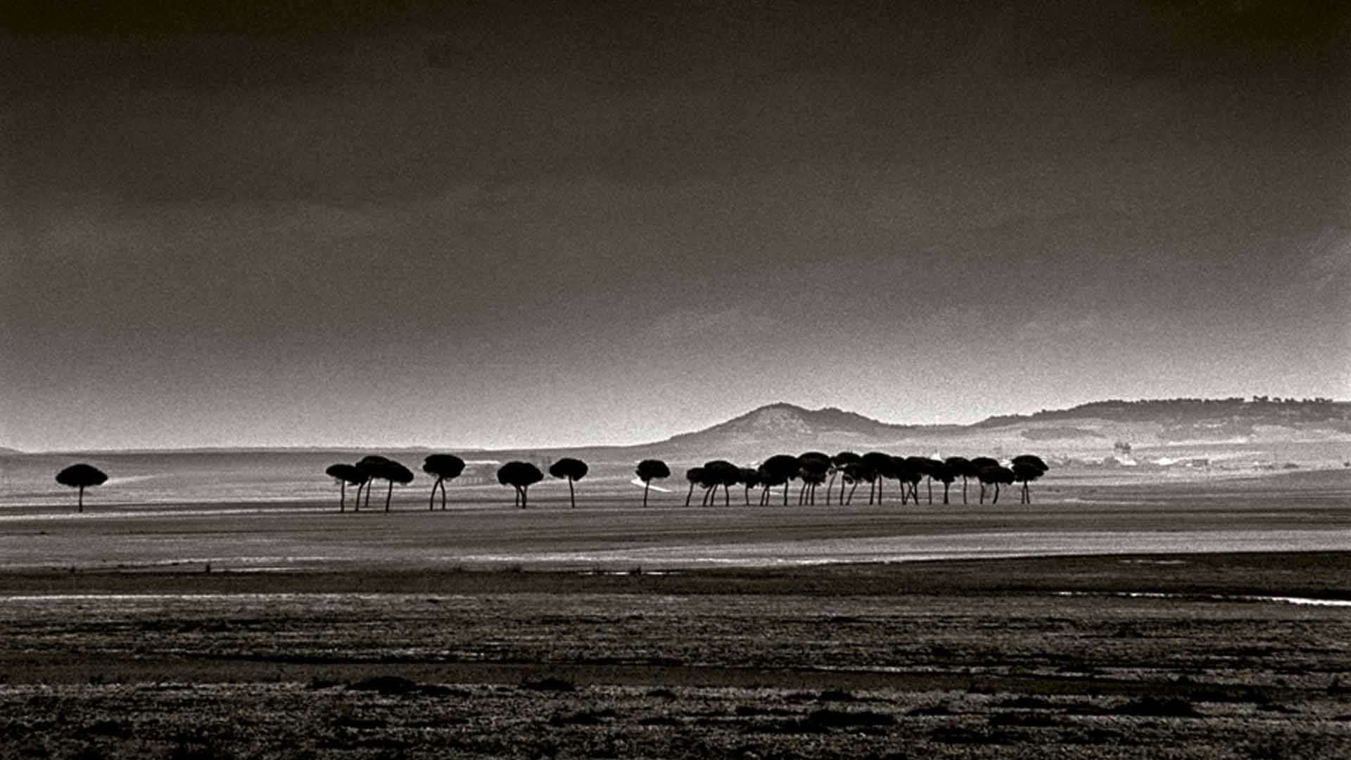 Schommer-Paisajes-negros