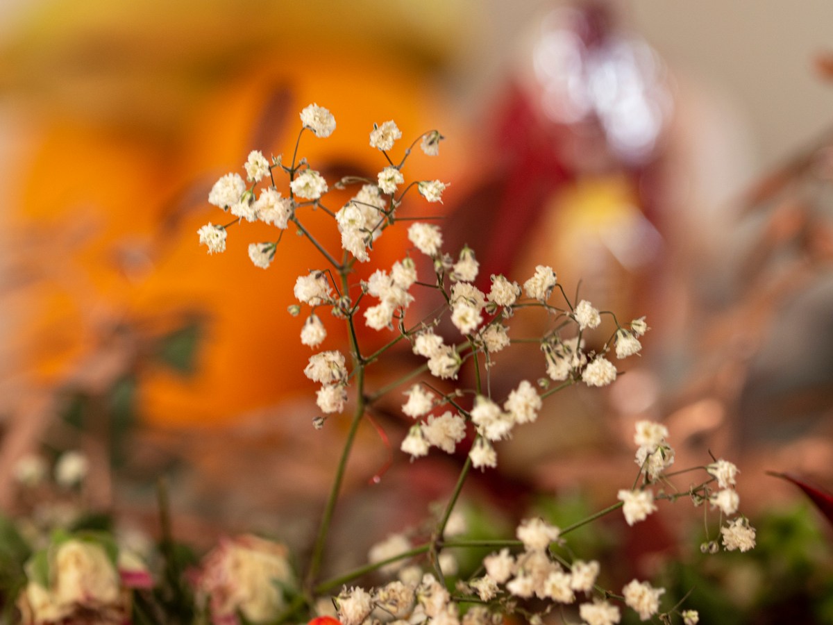 Pequeñeces de la&nbsp;vida