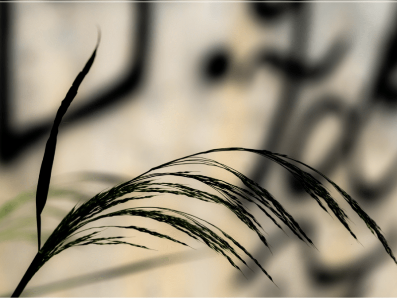 A orillas de mi&nbsp;sien