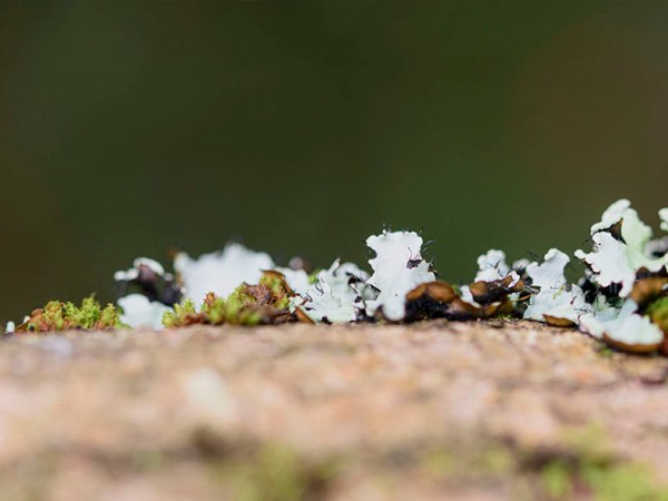 LAGUNA DE GALLOCANTA