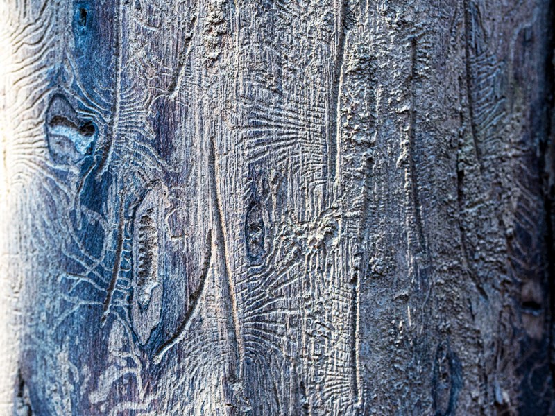 Olmos – Senderos de&nbsp;«Sabiduría»